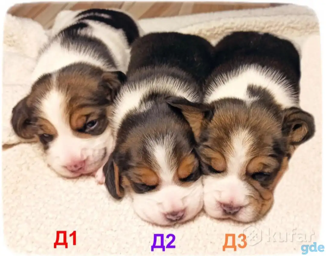 Милые щенки Бигль, фотография 2