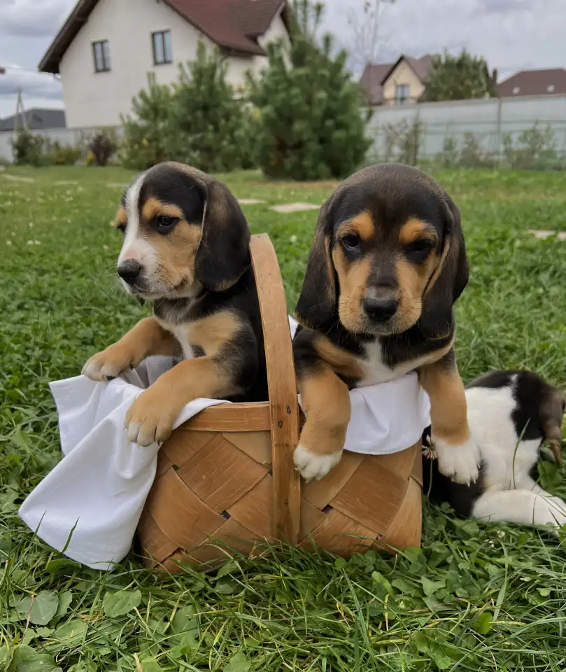 Продаются щенки эстонской гончей, фотография 1