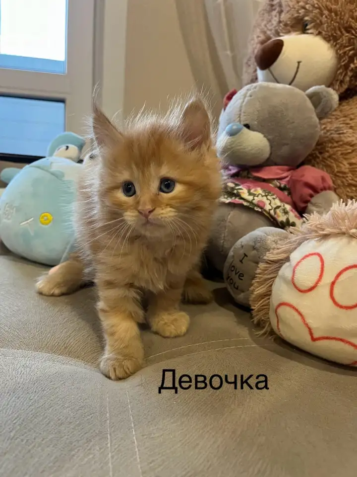 Котята, фотография 1