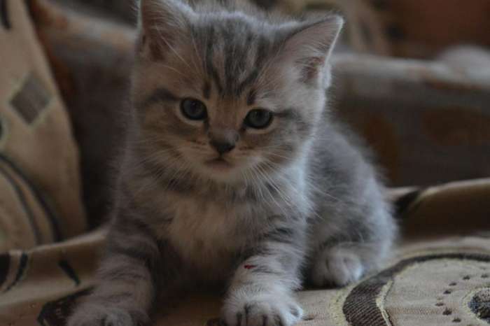 Британские котята, фотография 3