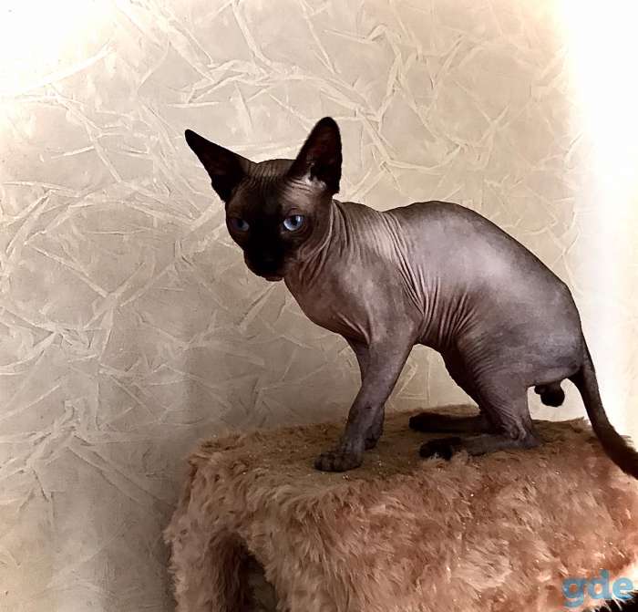 КАНАДСКИЙ СФИНКС кот приглашает на ВЯЗКУ кошечку, фотография 3