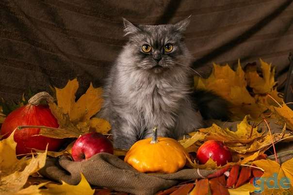 Кошечка ищет дом, фотография 3