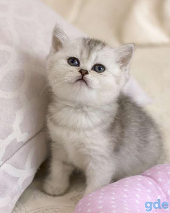 Продаются Шотландские котята, фотография 3