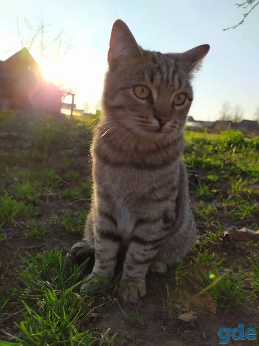 Котята в дар, фотография 2