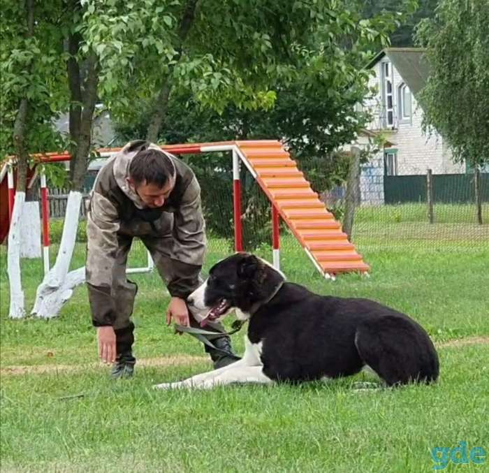 Барановичи Дрессировка собак, фотография 4