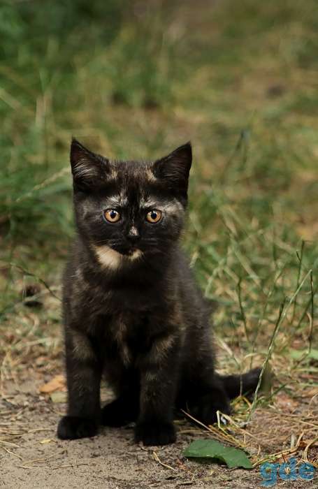 Британский котенок дымчатого окраса, фотография 4