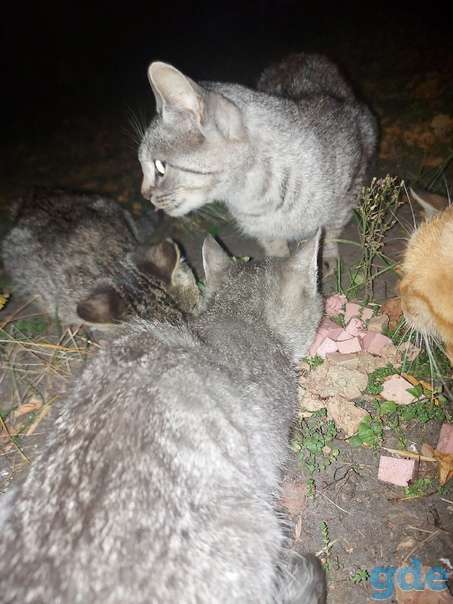 Котики ищут дом, фотография 2