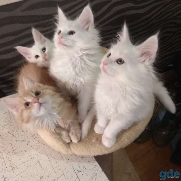 Котята породы Мейн Кун, фотография 1