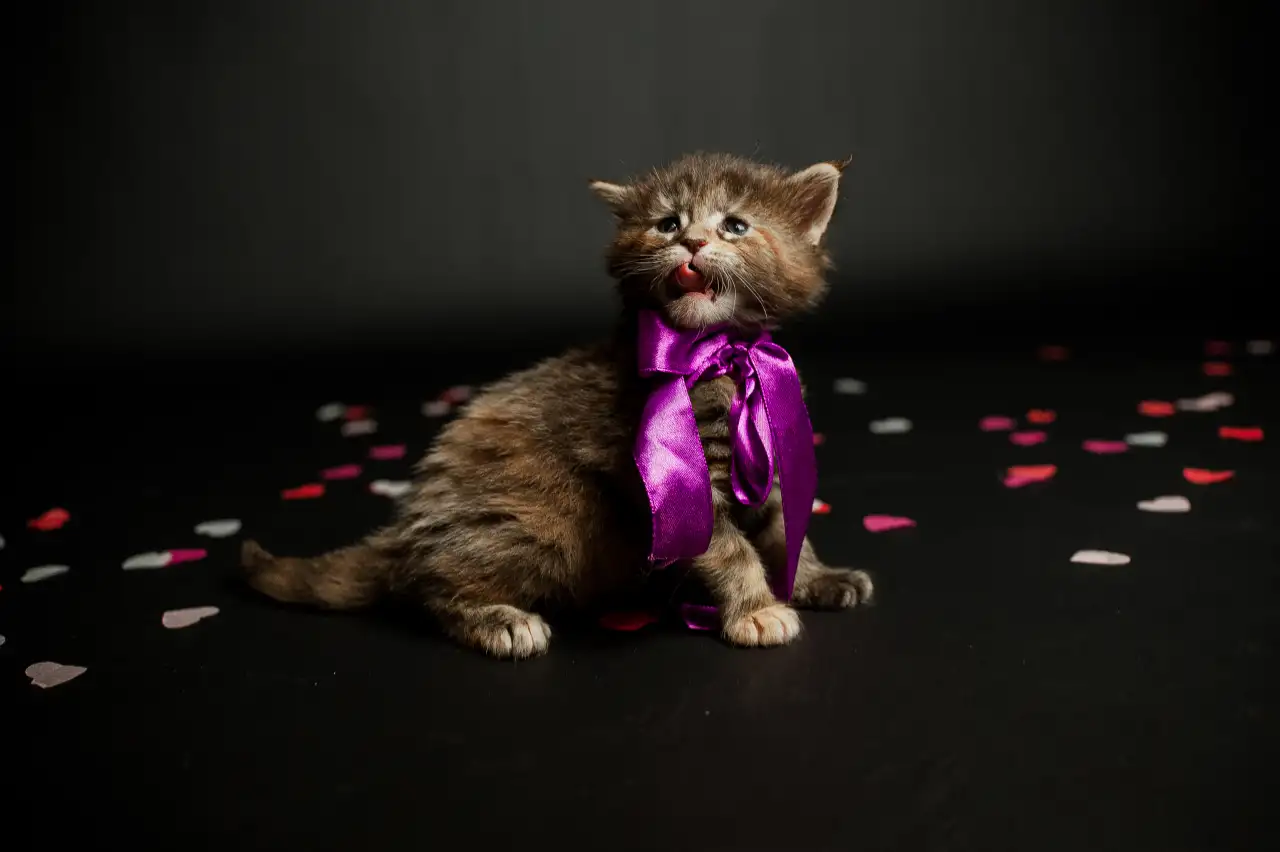 котята мейн-кун, фотография 5