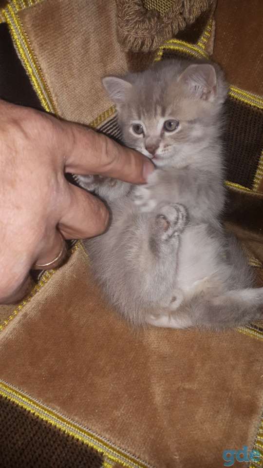 Шотландский котик, фотография 2