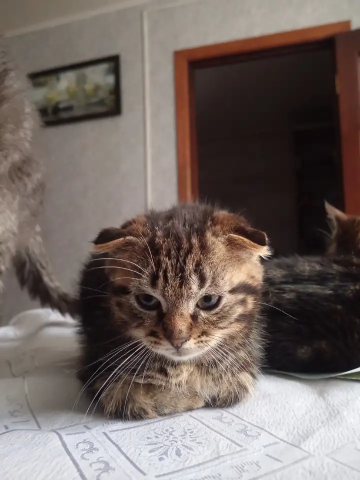 Отдам котят в хорошие руки, фотография 3