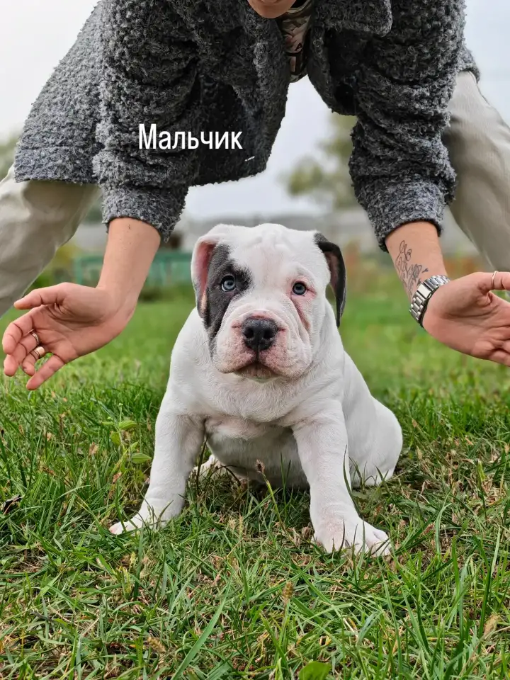 Щенки Американского булли, фотография 2