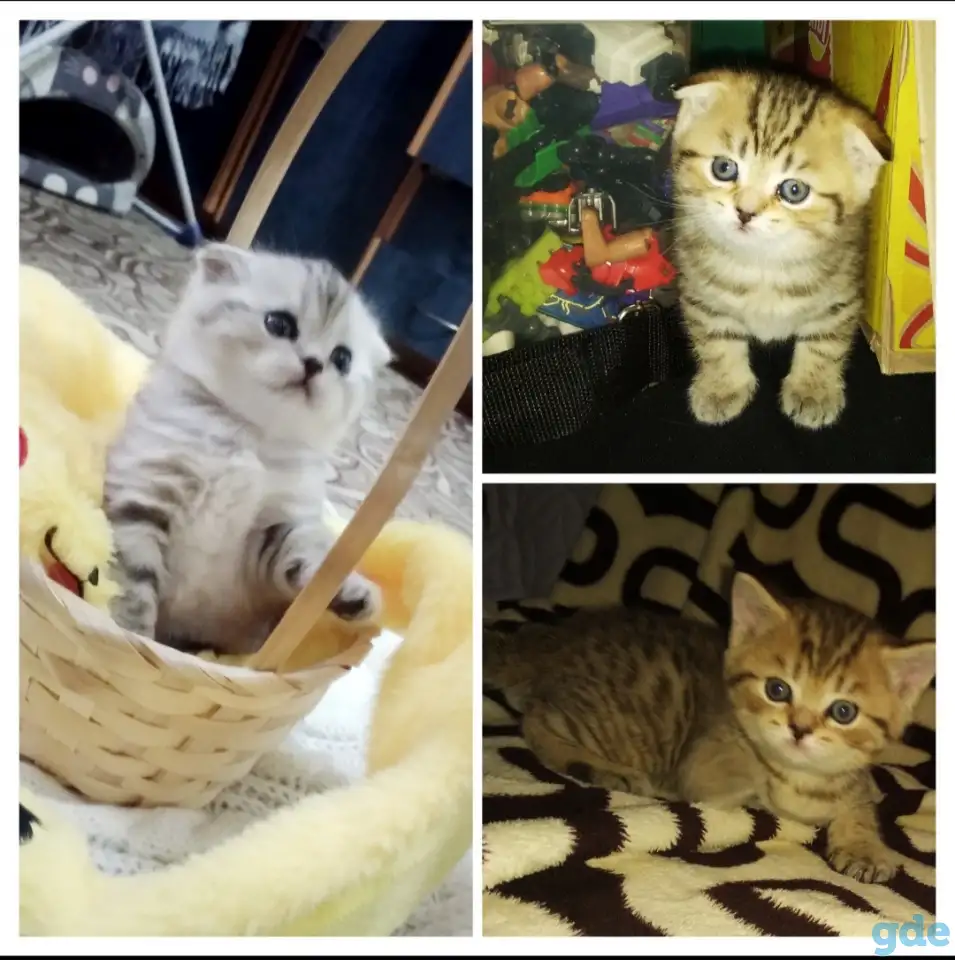 Продам шотландских котят, фотография 1