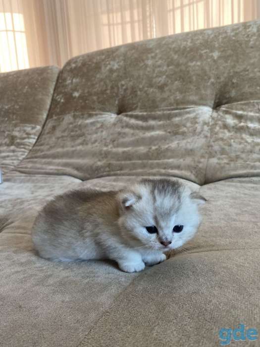 Продажа шотландского вислоухого котёнка, фотография 1