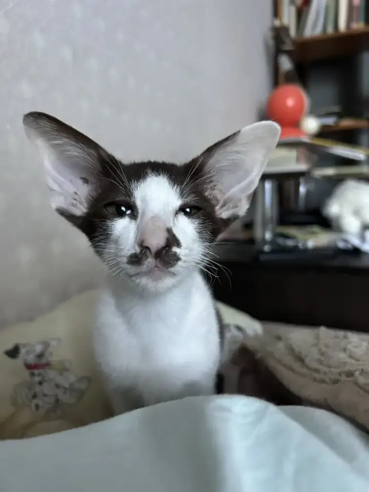 Ориентальные котята, ориенталы., фотография 1