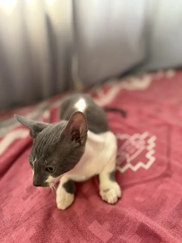 Котята Корниш-рекс, фотография 2