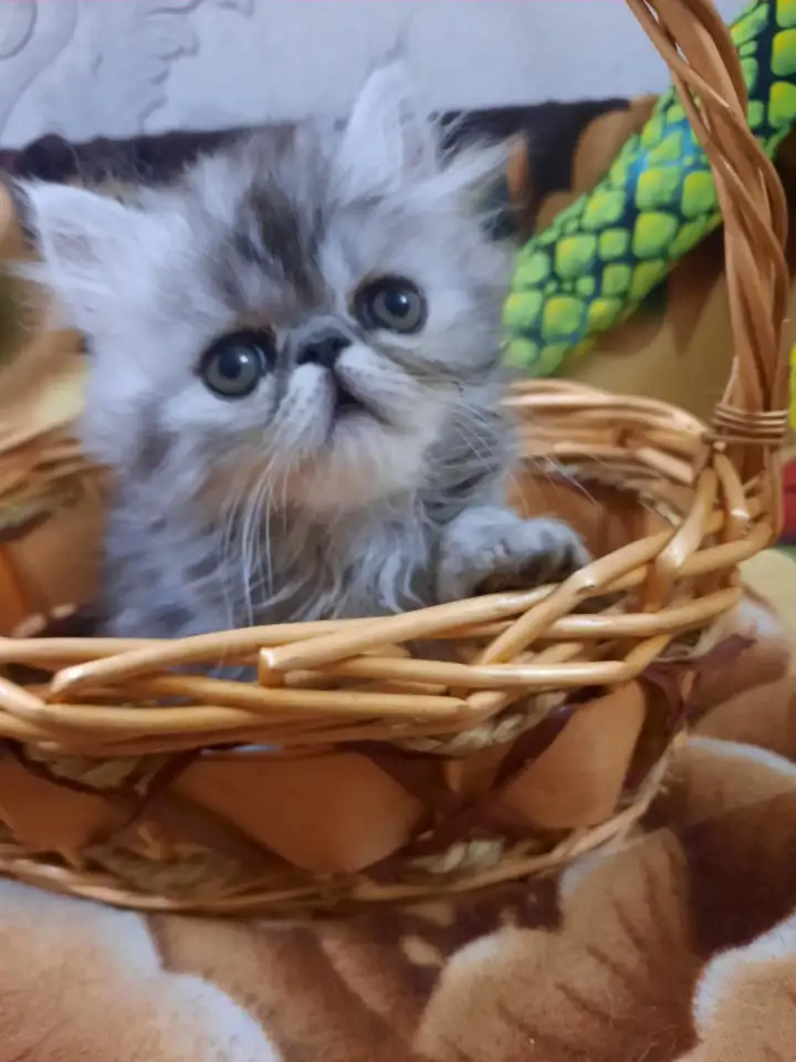 Продается персидский котик, фотография 5