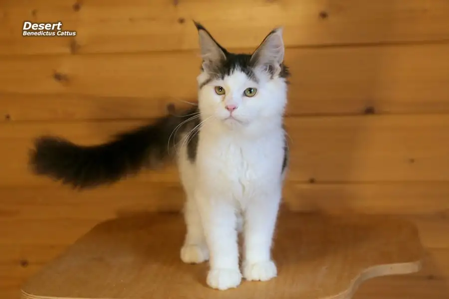 Мейн-кун котёнок  мальчик, фотография 4