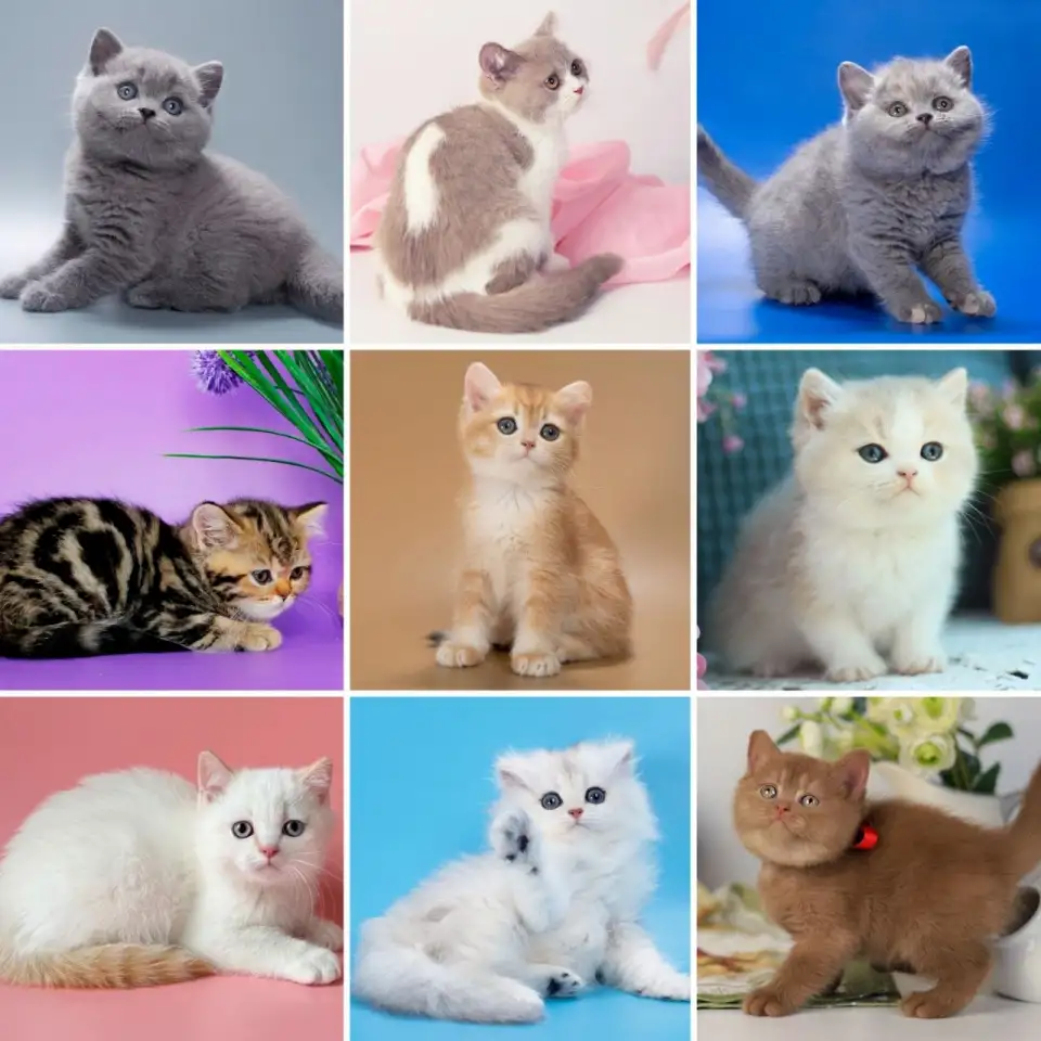 Британские Котята От Чемпионов - Много окрасов!, фотография 4