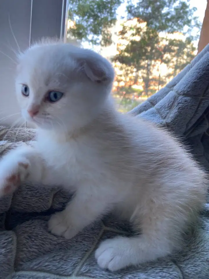 Шотландский котенок, фотография 2