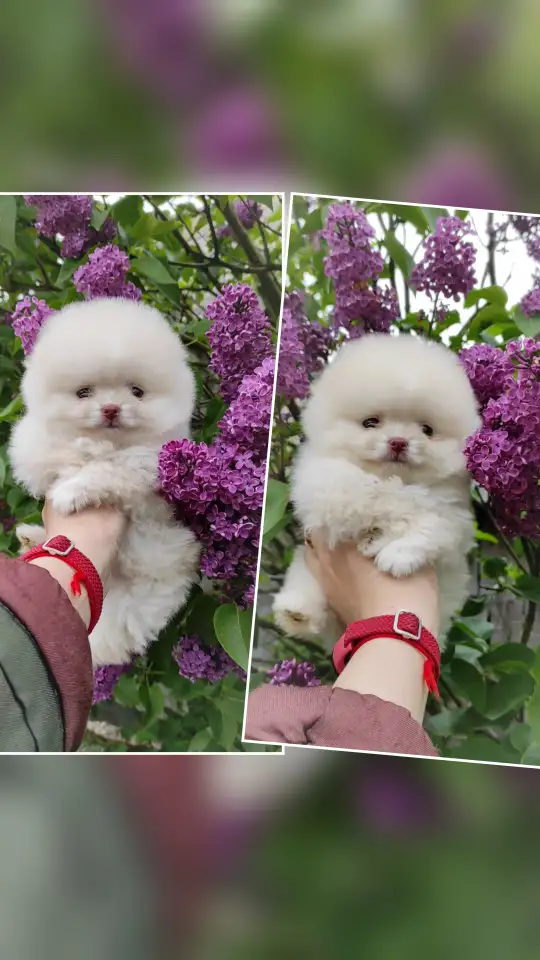Померанский шпиц, щенки. Мини мишки, фотография 5