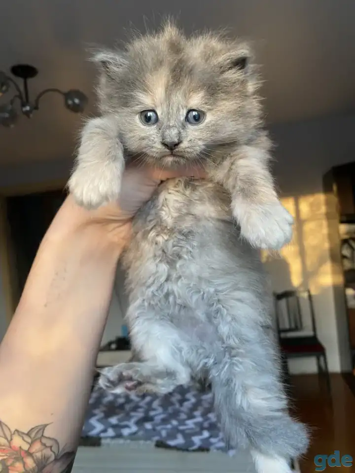 Котята шотландские, фотография 2