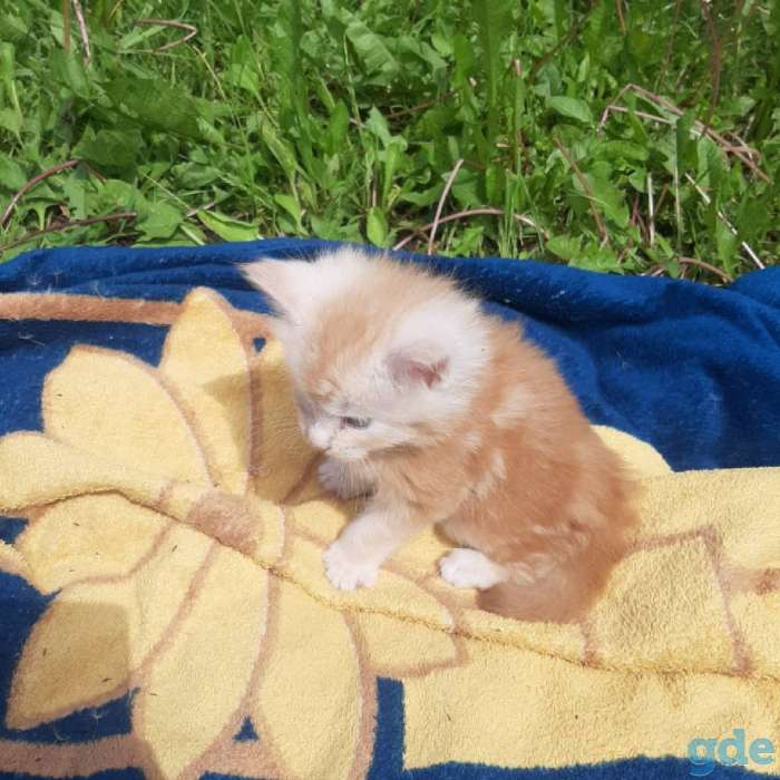 Продам котят. Мэйн-кун., фотография 7