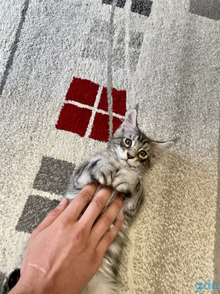 Котенок мейн кун, фотография 3