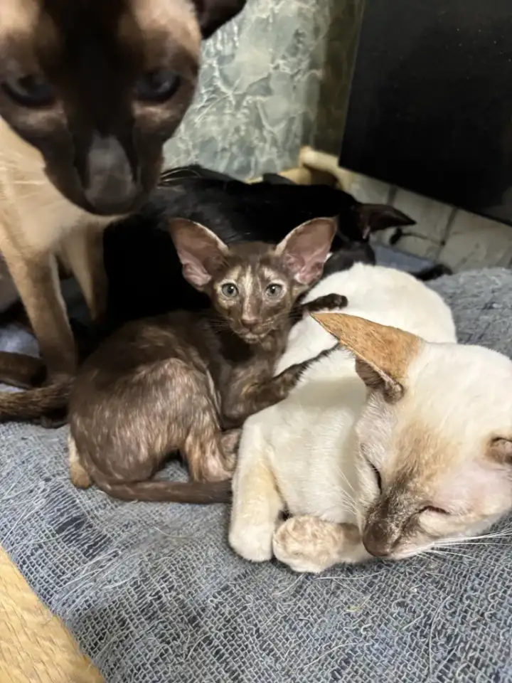 Ориентальные котята, фотография 2