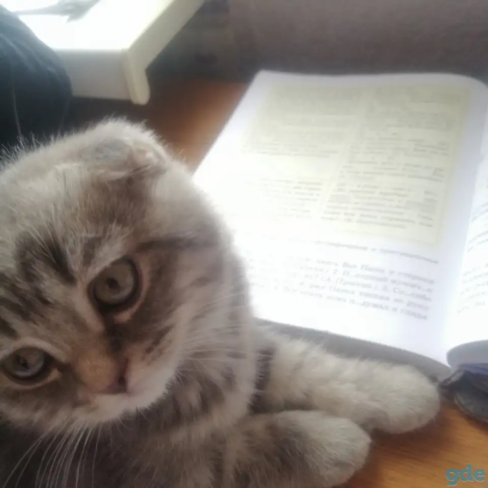 Шотландские вислоухие  котята, фотография 6