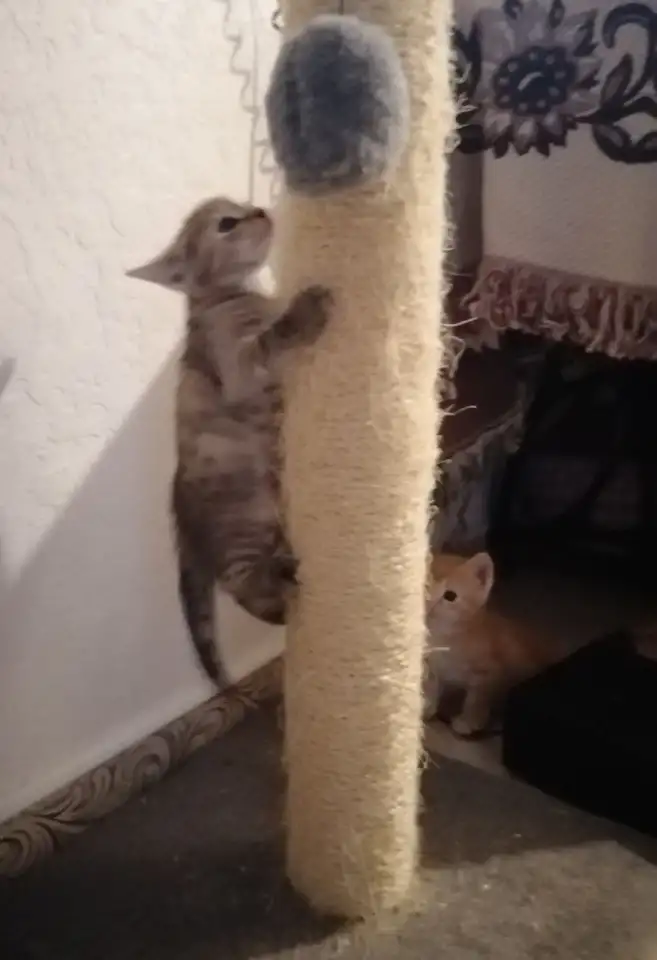Дарю котят, фотография 3