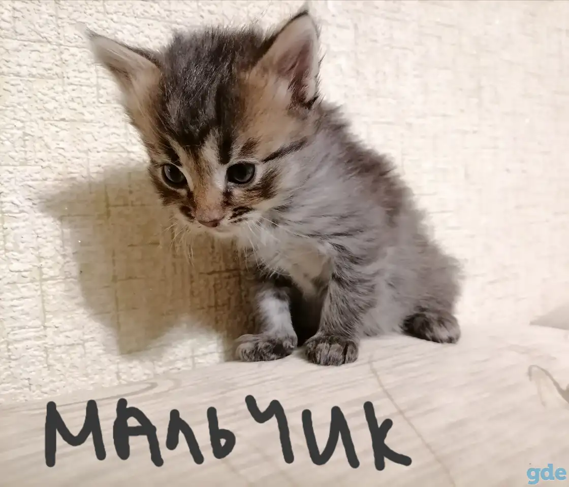 Котята, фотография 5