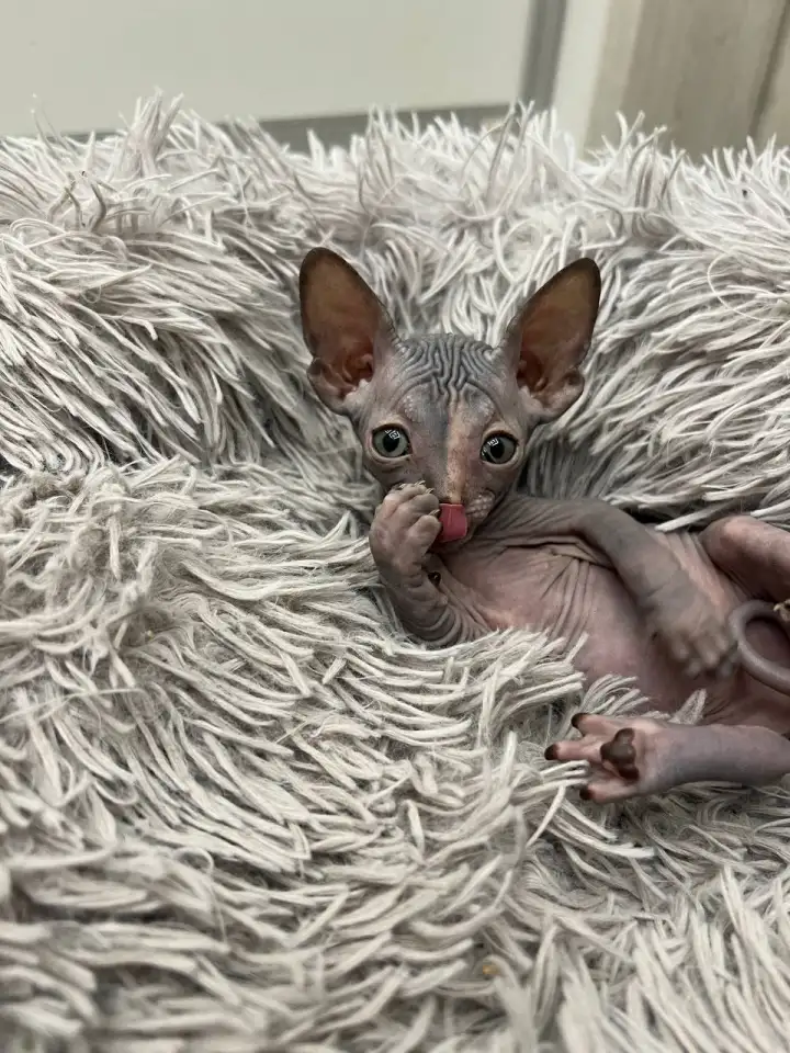 Котята канадского сфинкса, фотография 3