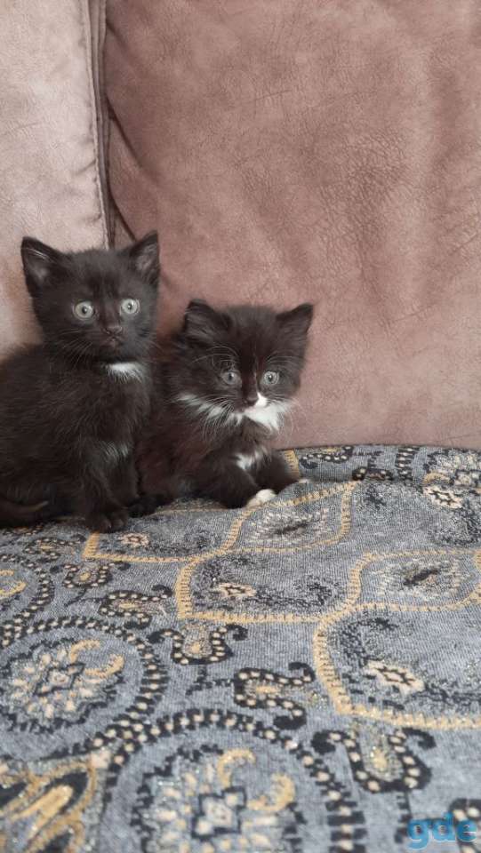 Котята., фотография 1