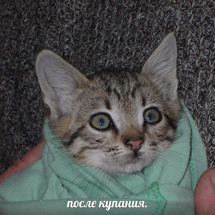 Котёнок в дар, фотография 2