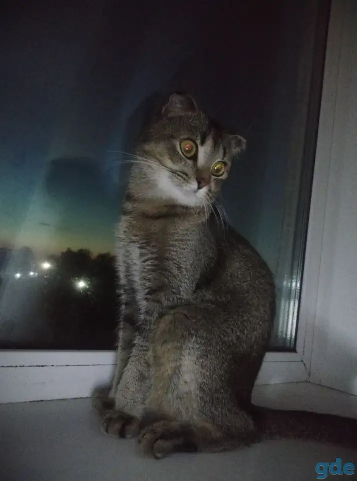 потерялся кот, фотография 1