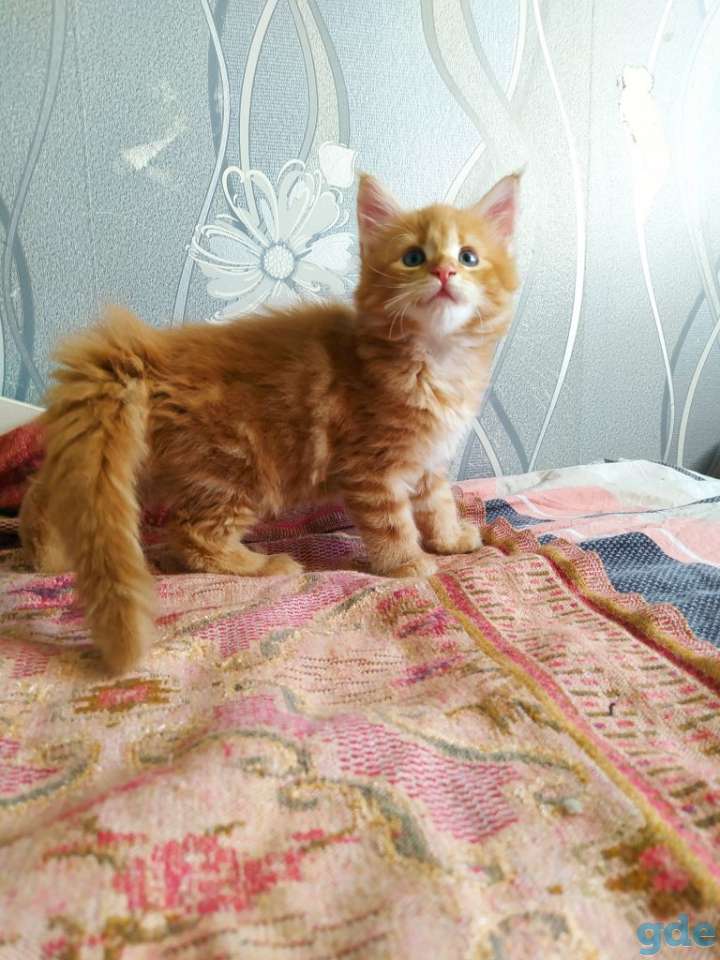 Мейн кун котята, фотография 3