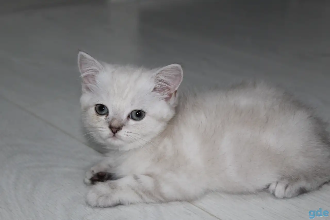 Шотландские котята, фотография 5