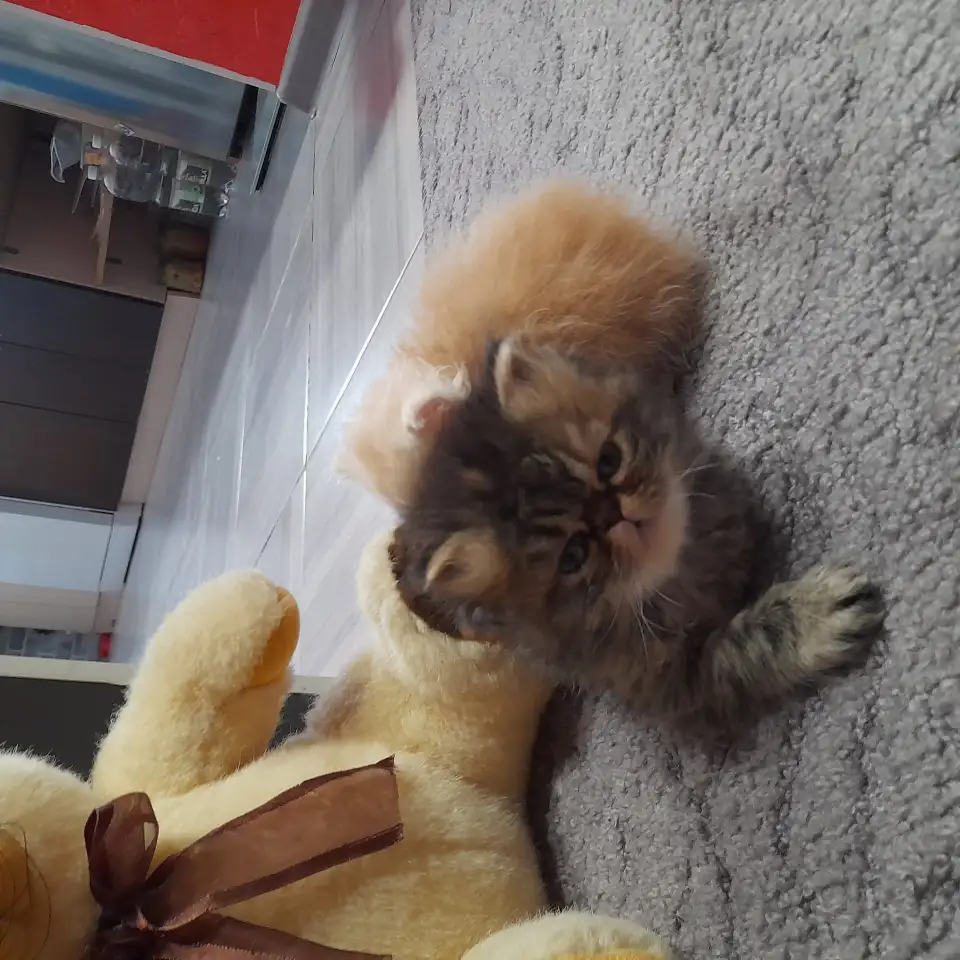 Персидские котята, фотография 4