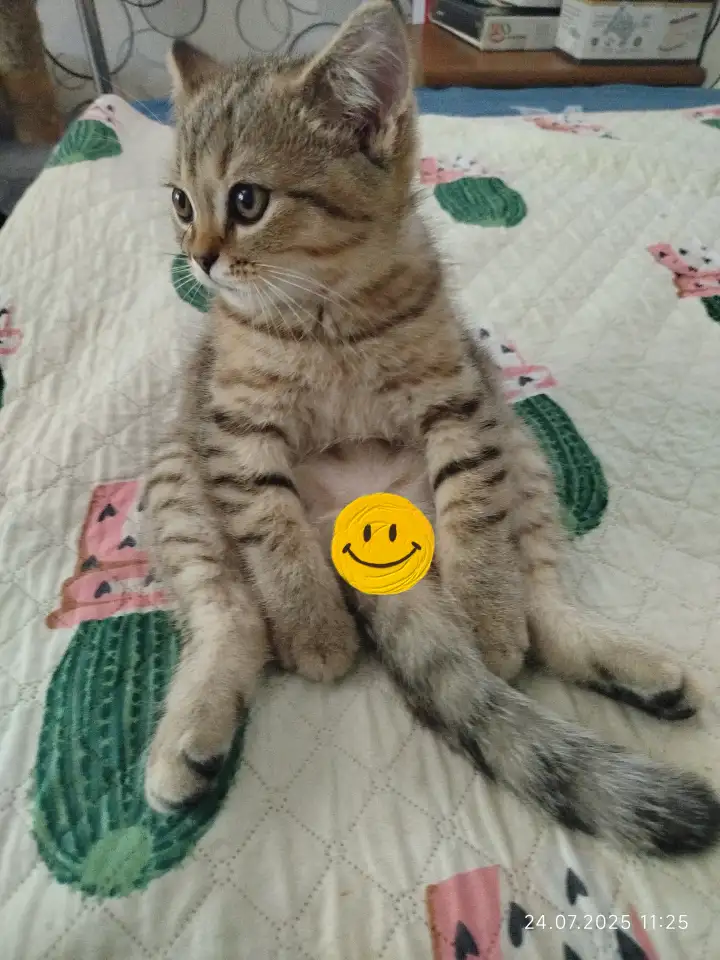 Шотландские котята, фотография 1