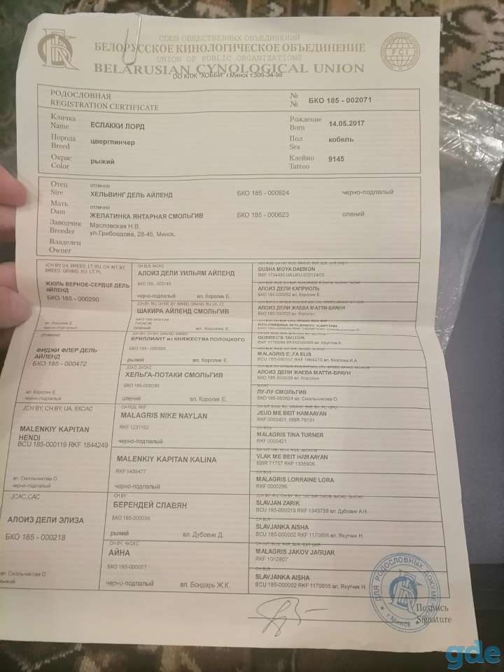 Цвергпинчер кобель со всеми документами, фотография 3