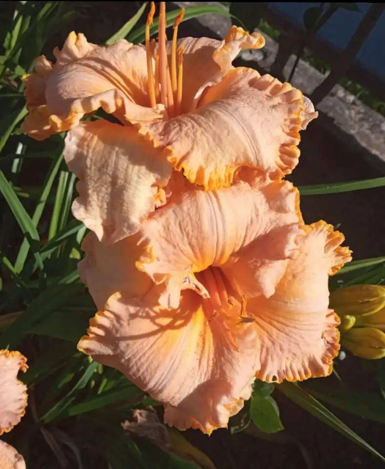 Многолетние цветы, фотография 5