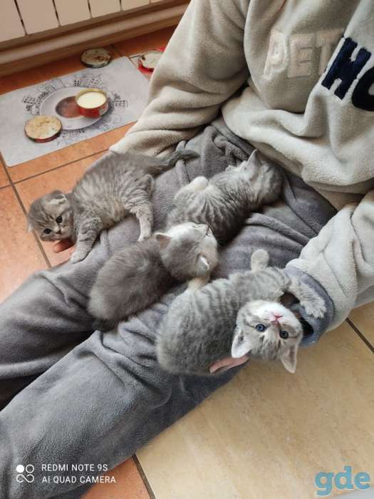 шотландские котята, фотография 1