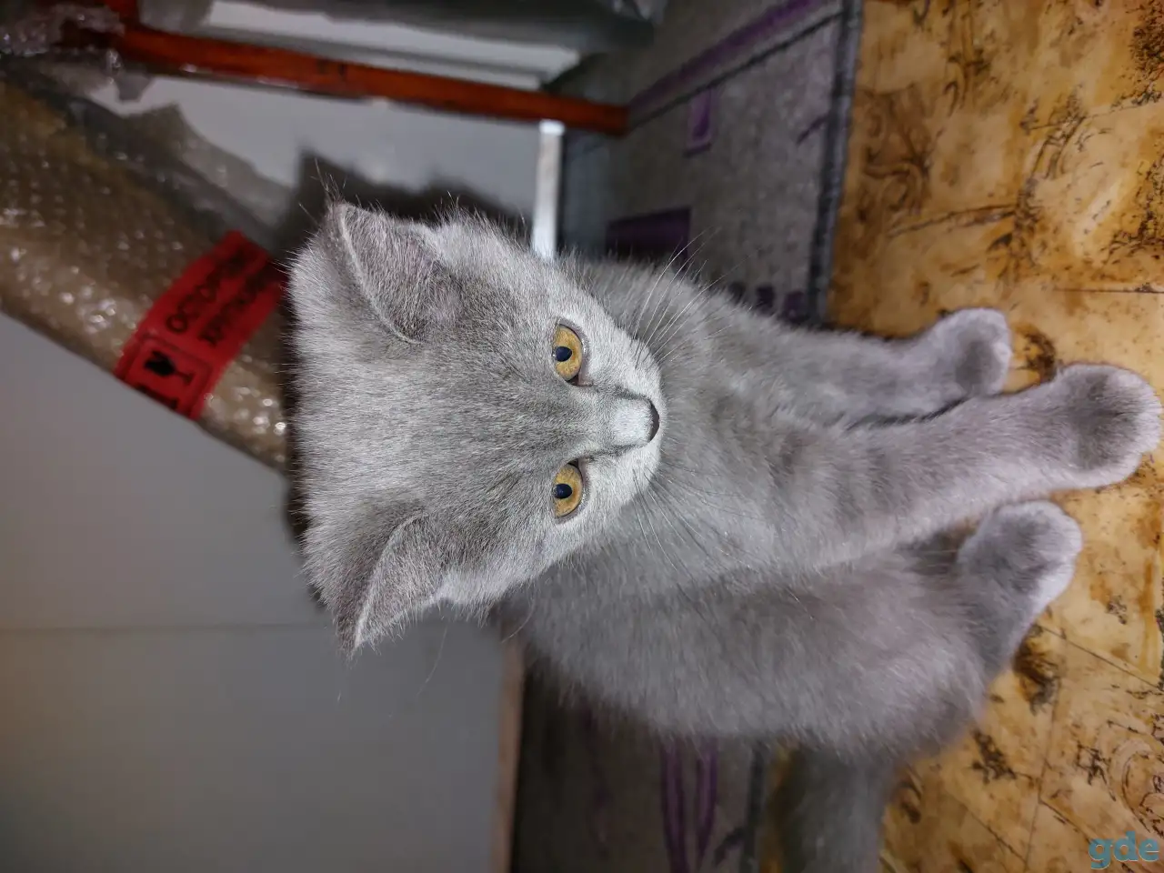Британские котята, фотография 1