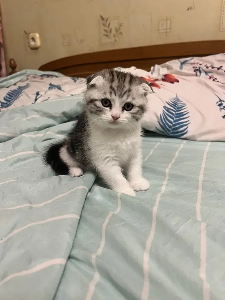 Шотландские котята, фотография 11