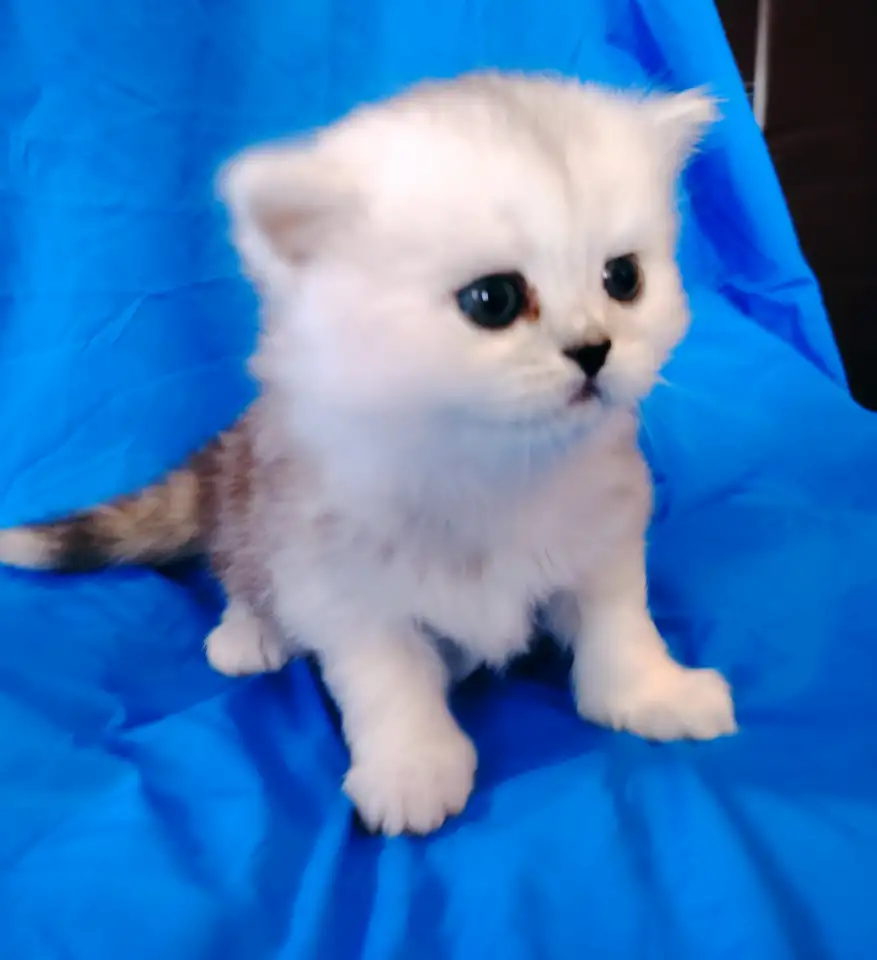 Кошечка котенок шотландский., фотография 3