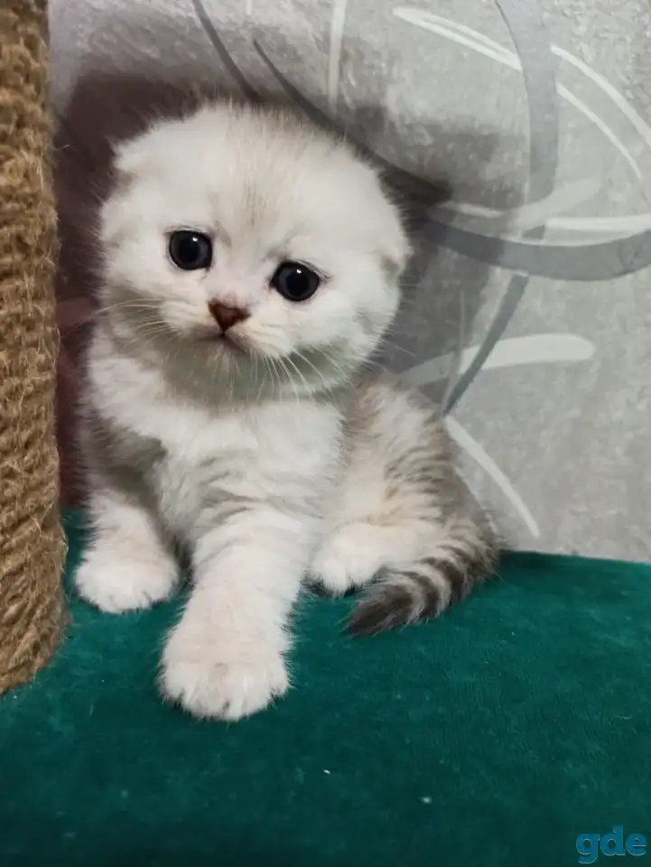 Шотландский котенок, фотография 1