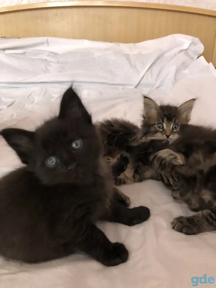 Котята, фотография 1