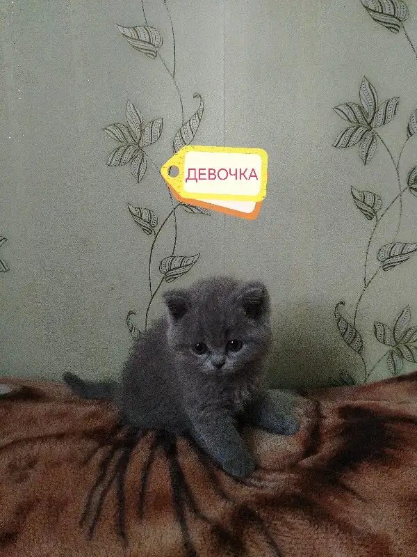 Продаю шотландских вислоухих и прямоухих котят, фотография 3
