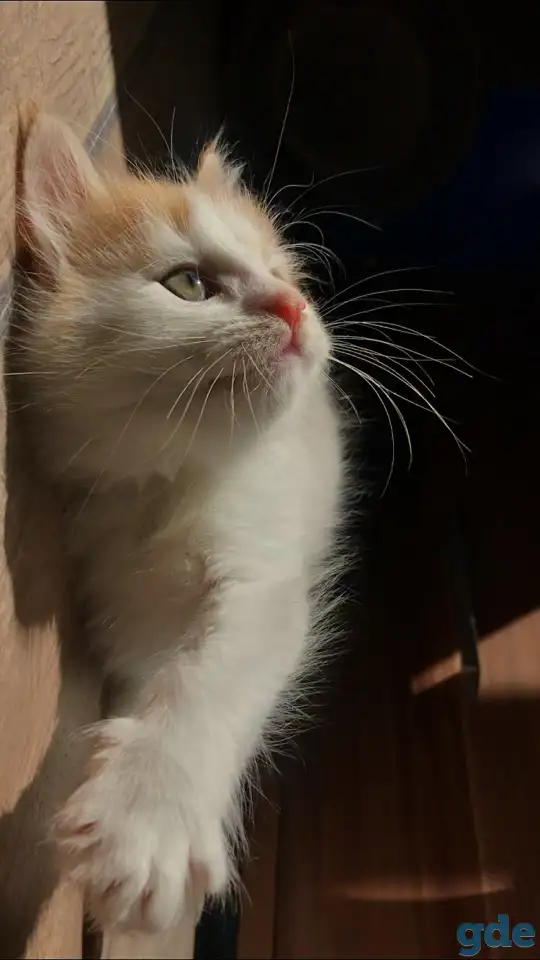 Молодая кошечка и котенок, фотография 2
